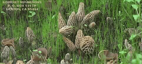 Morel Habitat Morel Mushrooms